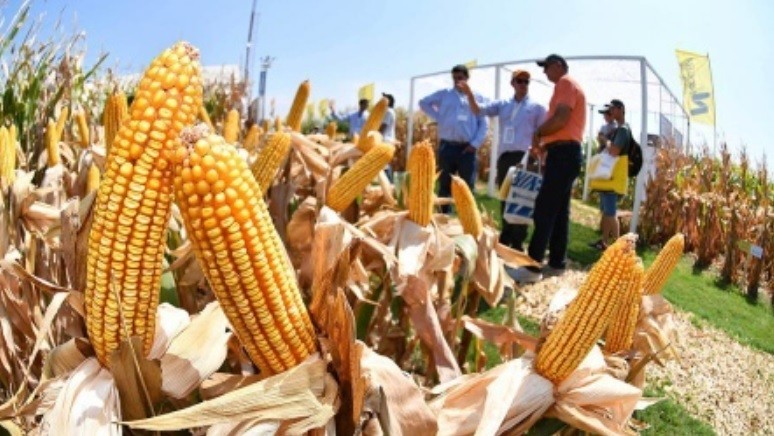 Está vigente el nuevo dólar agro: "Las medidas no benefician en nada", según la Sociedad Rural | Política y Economía
