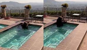 Video: un oso se bañó en una pileta y el pánico inundó la zona | Internacionales