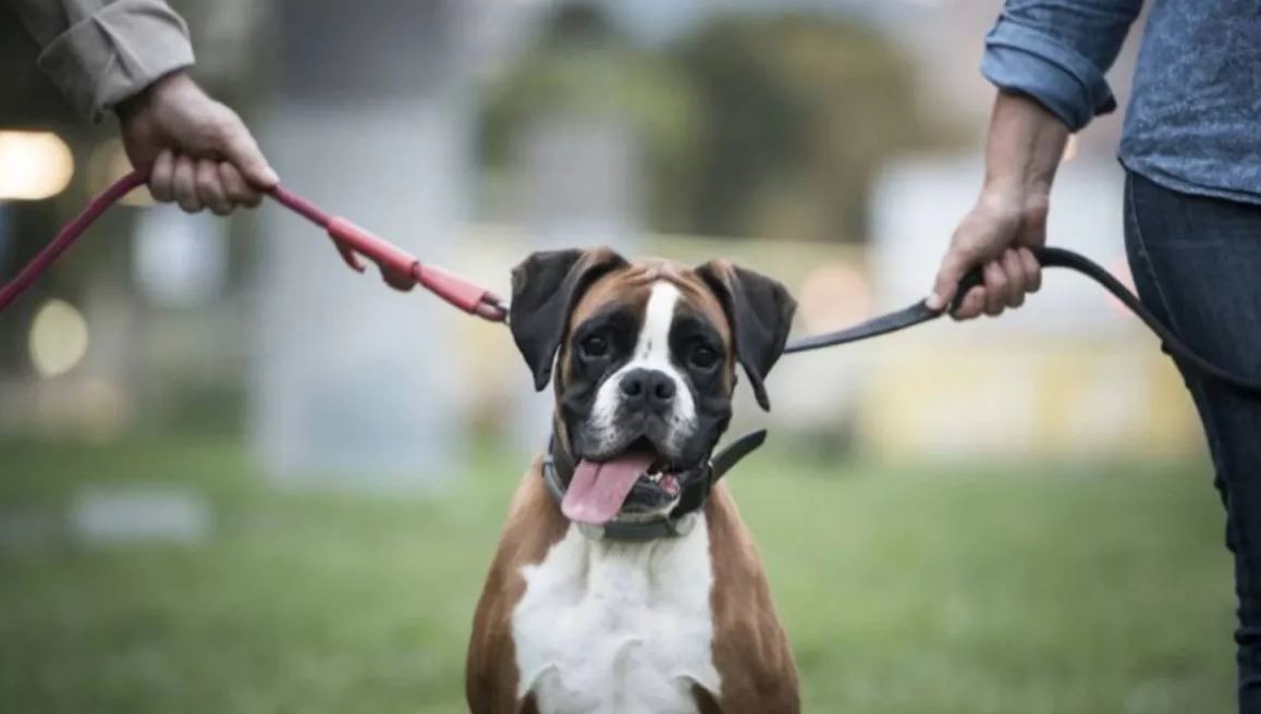 Divorcio: acordaron un régimen de cuidado compartido de sus tres perros y el pago de cuota alimentaria | Información General