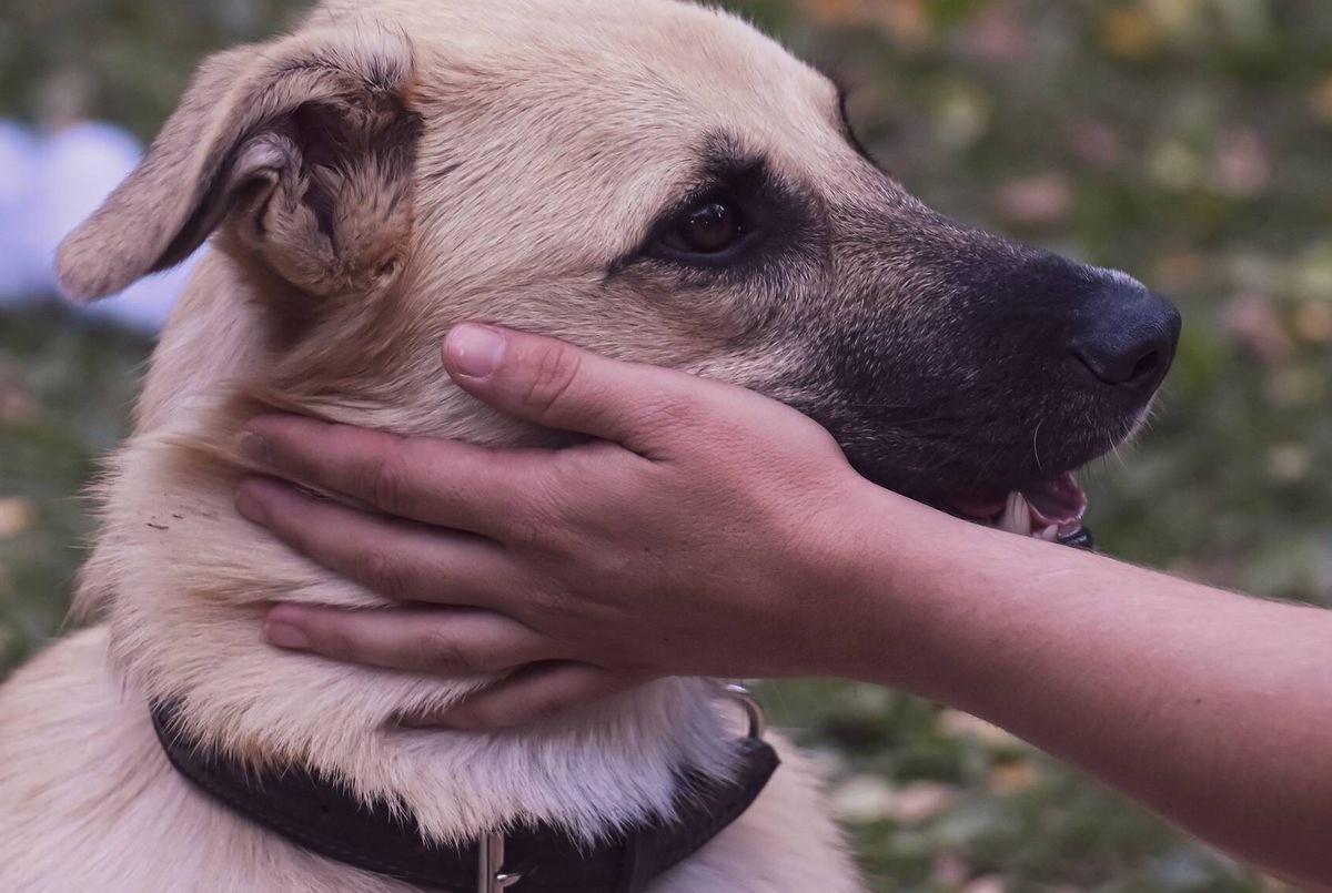 Emotivo Reencuentro: un perro se reencontró con su dueño tras 8 años y emocionaron a todos | Internacionales