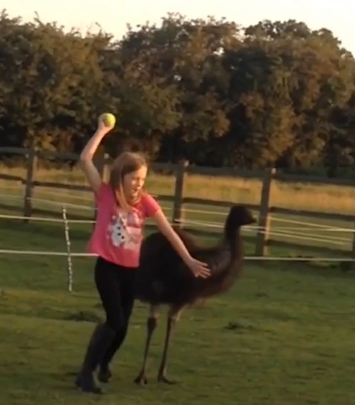 "¡Aventura Insólita en el Patio! Niña y Aestruz Comparten Risas y Juegos con una Pelota" | Información General
