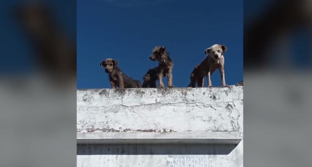 Zona Oeste: Rescataron a 5 perros en mal estado de salud | Rosario y la región