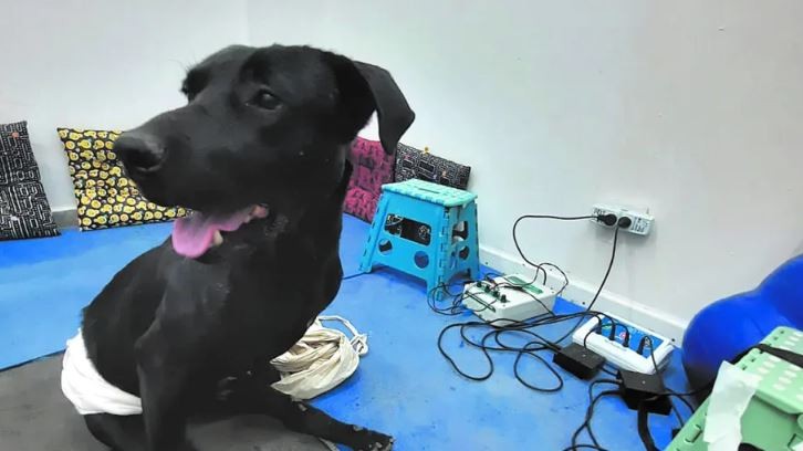 Golpearon y arrastraron con su camioneta a un perro: padre e hijo quedaron imputados | Información General