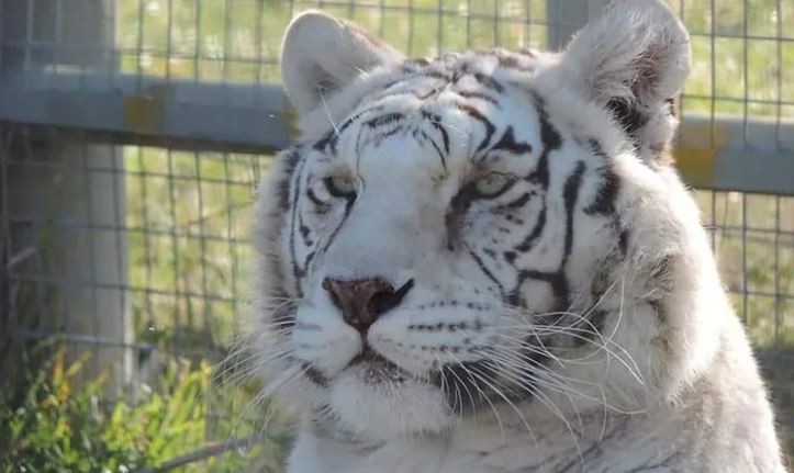 Río Negro: ingresaron a una jaula de tigres en un zoológico para robar una caja fuerte | Información General