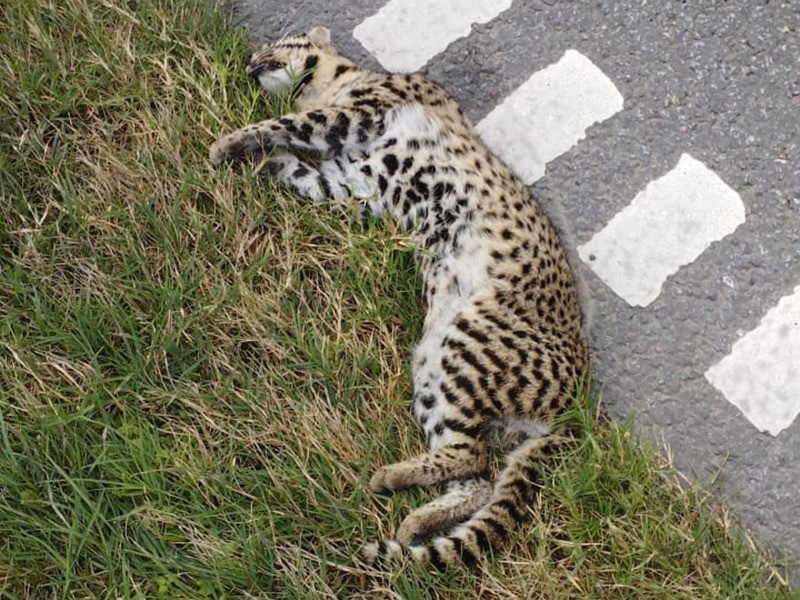Oliveros: hallaron un gato montés muerto en la banquina de la autopista | Rosario y la región