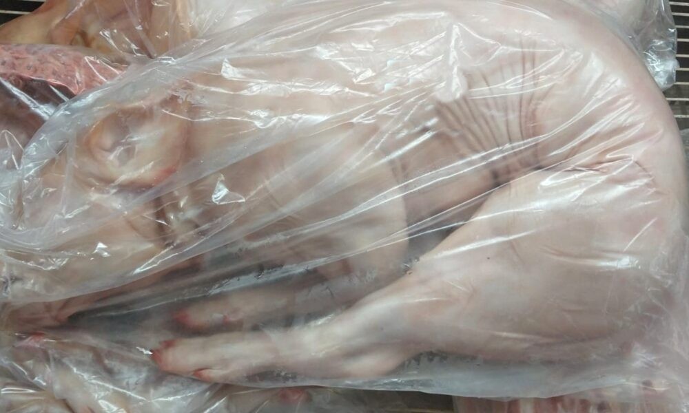 Insólito: guardaron un lechón en el freezer de las vacunas en el hospital de Tornquist | Información General