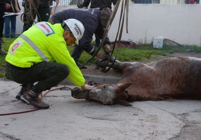 Mar del Plata: Rescatan un caballo que estaba atrapado en una cámara subterránea | Información General