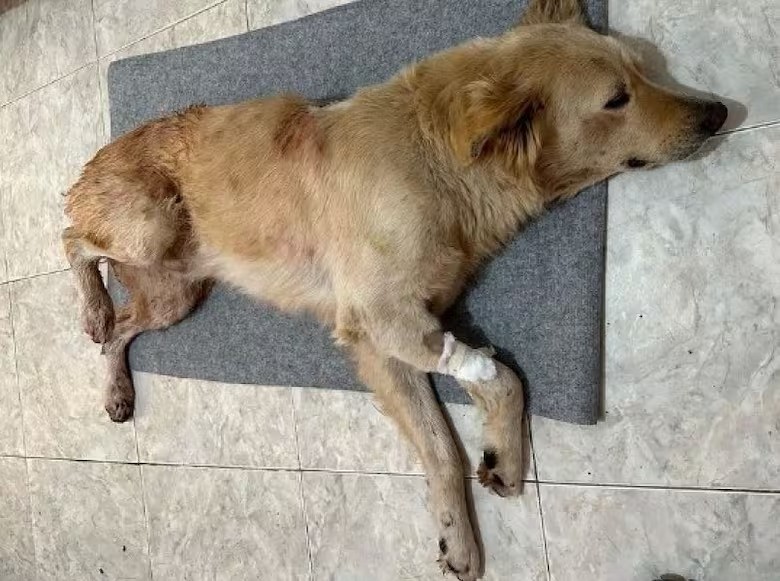 Imágenes sensibles: acuchilló al perro de su vecino sin mediar palabras y fue detenido | Información General