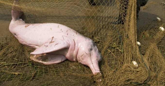 Cientos de delfines aparecen muertos por ola de calor en el Amazonas | Internacionales
