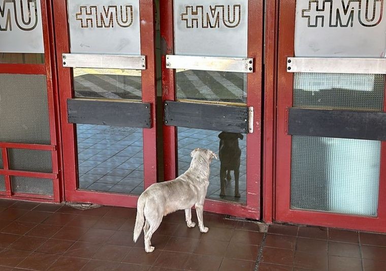 Su dueño fue asesinado pero él lo sigue esperando en la puerta del hospital | Información General