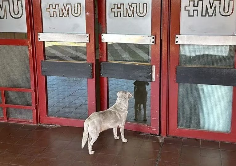 Fue detenido el presunto autor de matar al dueño de “Croto”, el perro de Urgencias | Información General