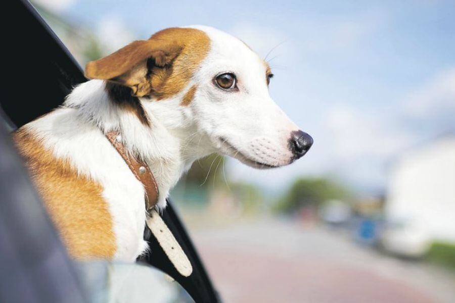 Mascotas: cómo es el nuevo sistema digital para viajar al exterior | Información General