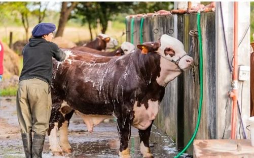 Horror en Corrientes: un toro mató a su dueño de una cornada cuando intentaba escapar | Información General