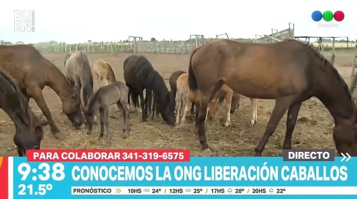 Liberación de caballos Rosario: una ONG contra el maltrato animal | Rosario y la región