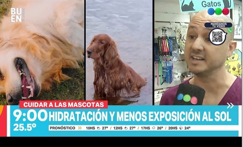 Consejos y herramientas para cuidar a tu mascota de las altas temperaturas | Rosario y la región