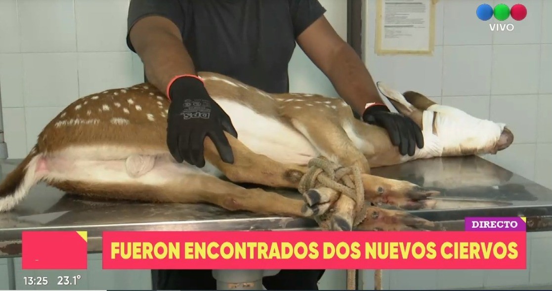 Aparecieron nuevamente dos ciervos en zona urbana | Rosario y la región