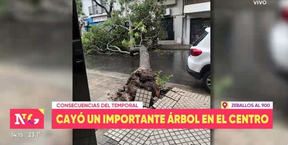 Reportan caídas de árboles producto de la tormenta en Rosario | Rosario y la región