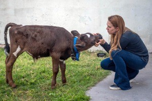 Una proteccionista pagó 80 mil pesos para rescatar a un ternero que se vendía para comer en Navidad | Información General
