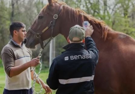 Senasa confirmó más casos de encefalomielitis equina | Información General