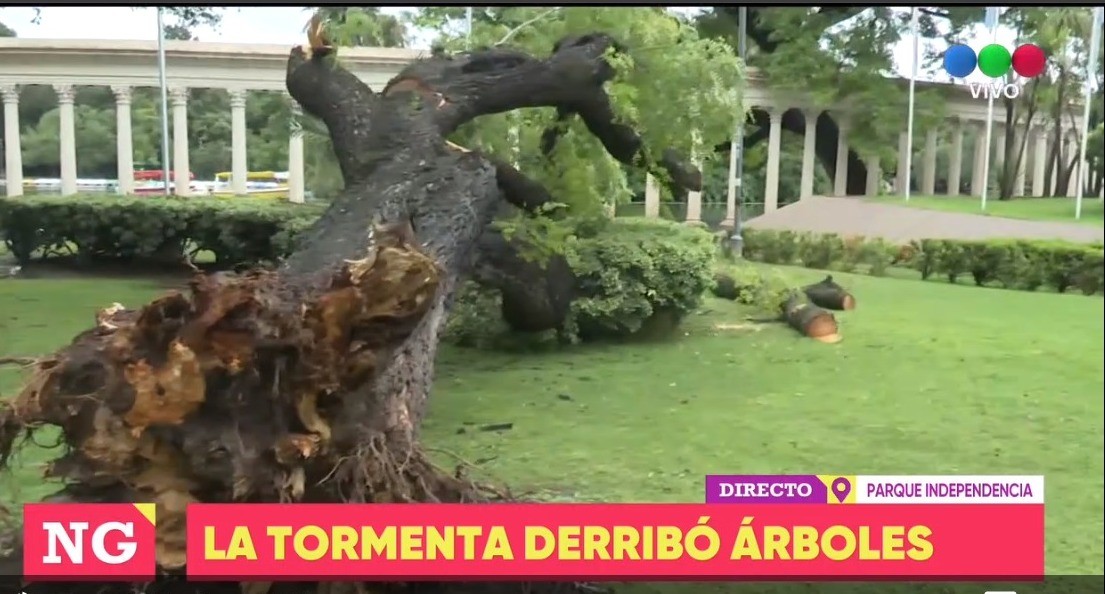 Cayó un imponente y añejo árbol en el Parque Independencia | Rosario y la región