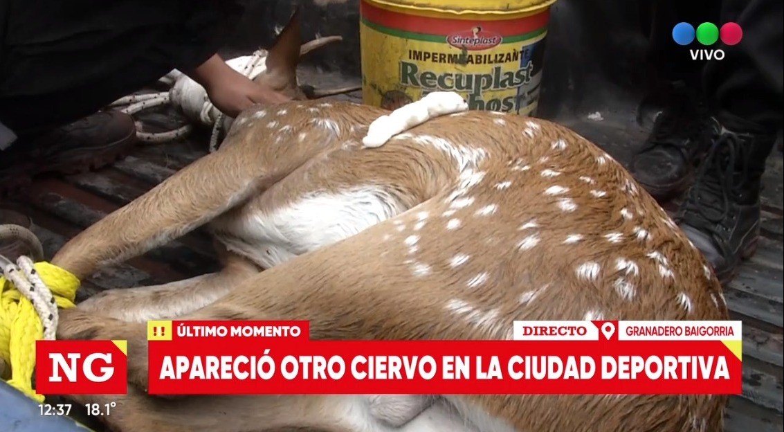 Otra vez un ciervo suelto: ahora apareció en Granadero Baigorria sumado a los dos de ayer | Rosario y la región