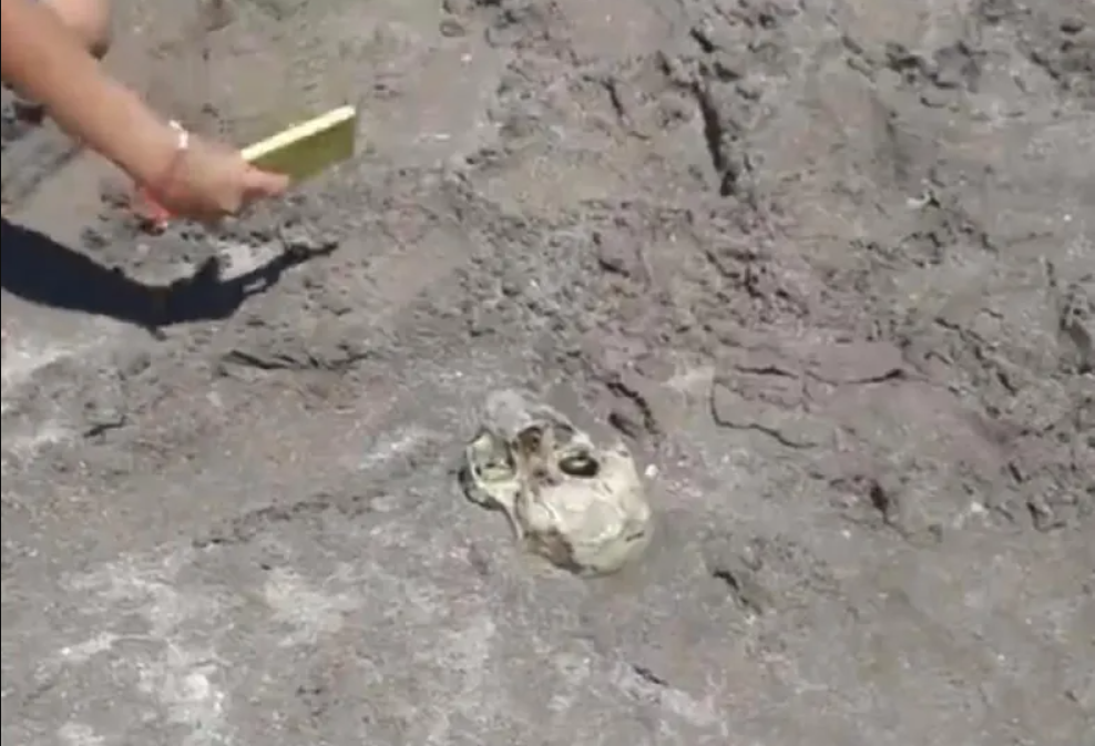 Horror en Mar del Plata: nenes jugaban en la playa y hallaron un cráneo humano | Información General