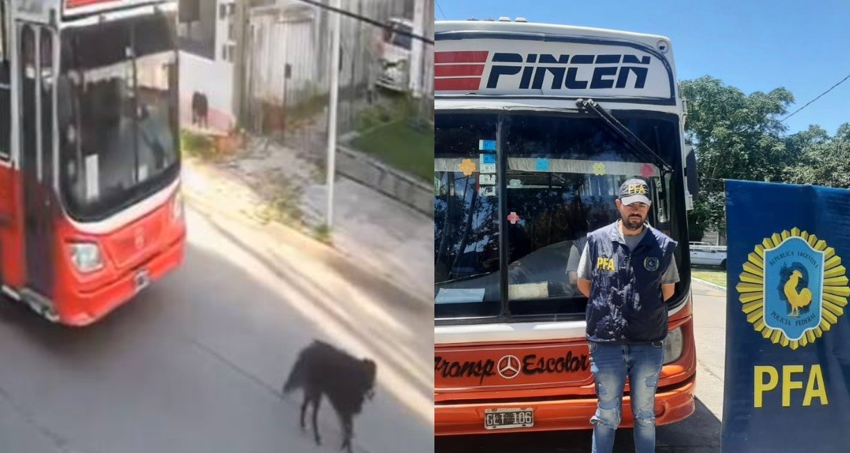 Citan a indagatoria al chofer del micro que atropelló a un perro: lo denunció Milei en redes | Información General