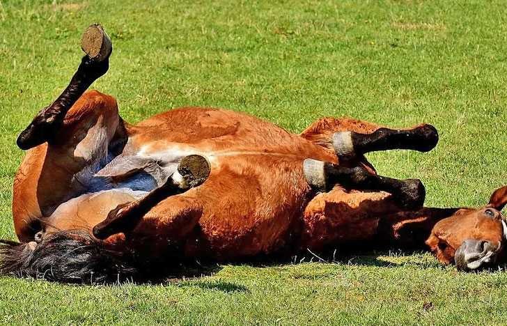 Encefalitis equina: Entre Ríos registró nuevos casos en humanos | Información General