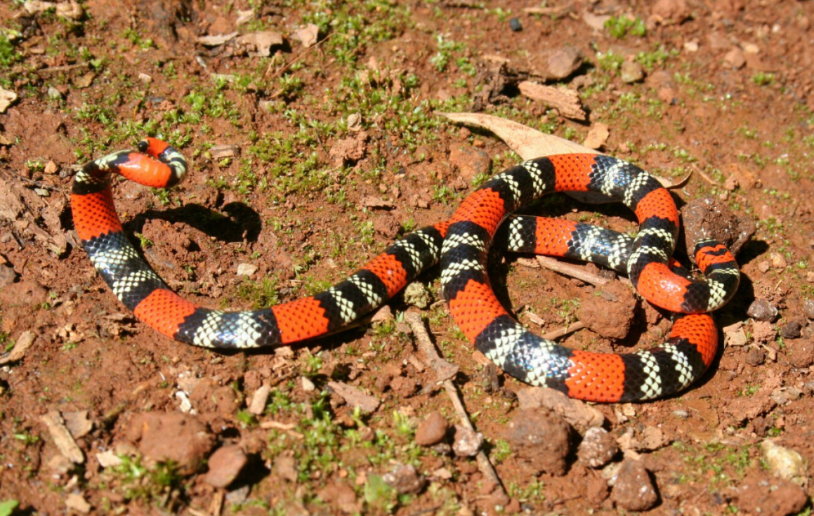 La Pampa: una beba está grave después de ser mordida en su casa por una serpiente coral | Información General