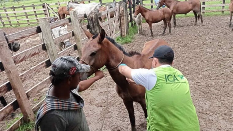 Confirman una muerte por encefalitis equina en la provincia de Córdoba | Información General