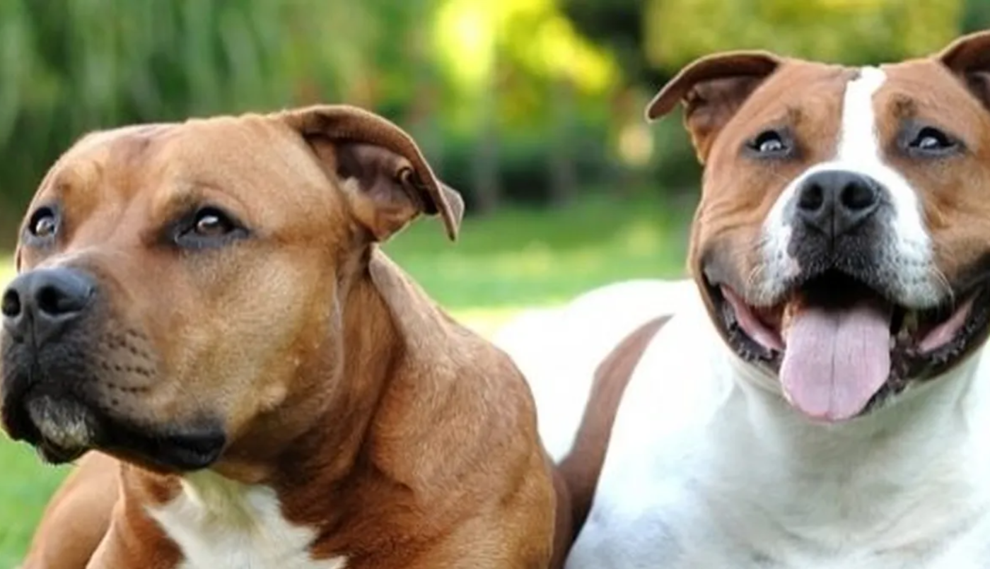 Dos pitbulls se escaparon, ingresaron a una casa vecina y atacaron a un joven: "Lo mordieron 50 veces" | Información General