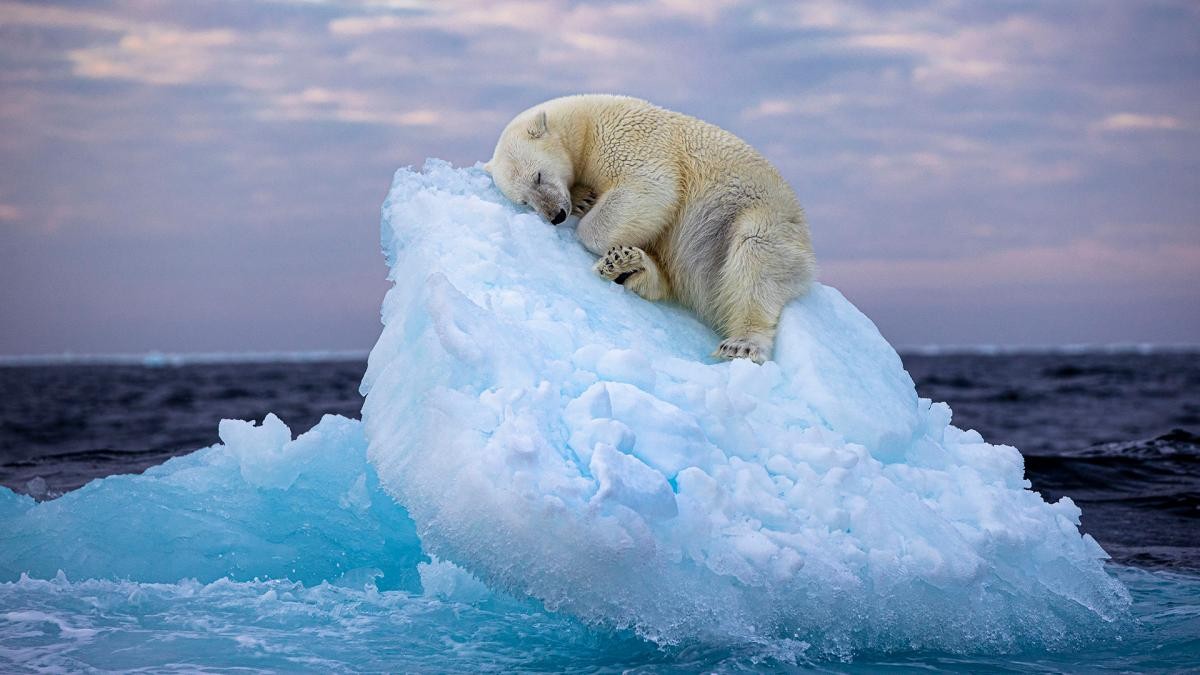 La imagen de un oso polar en un iceberg a la deriva ganó un prestigioso premio de foto | Información General