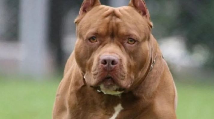 La Plata: dos pitbulls se escaparon de una casa y atacaron brutalmente a un hombre | Información General