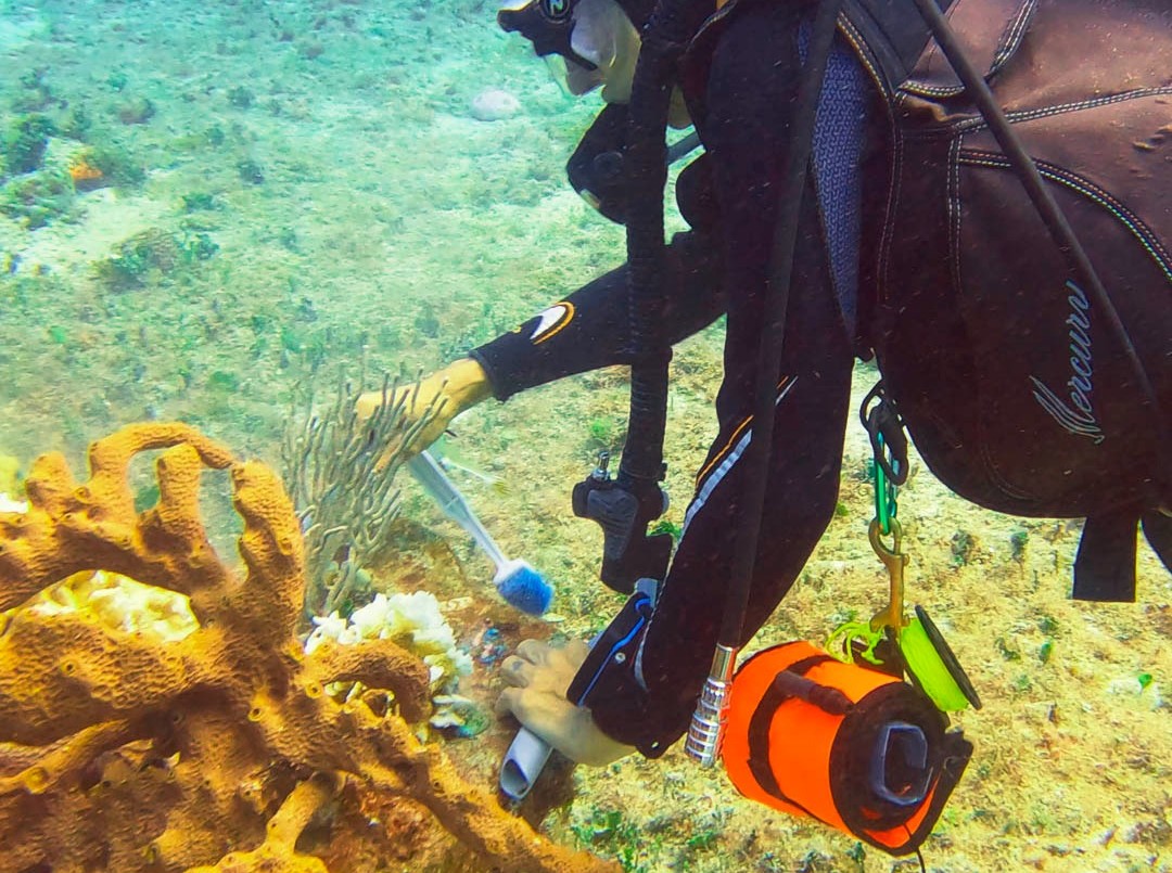 "Sin los océanos, no existiríamos", sostiene una buza argentina que protege arrecifes en México | Información General