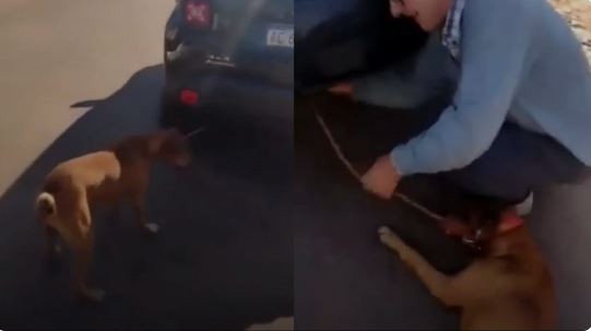 Detienen a un hombre que desde un auto arrastraba con una soga a su perro en Misiones | Información General