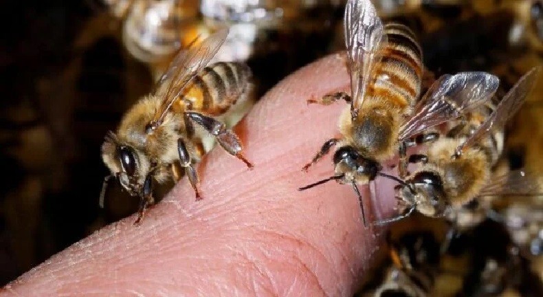 Córdoba: murió un hombre al ser atacado por un enjambre de abejas | Información General