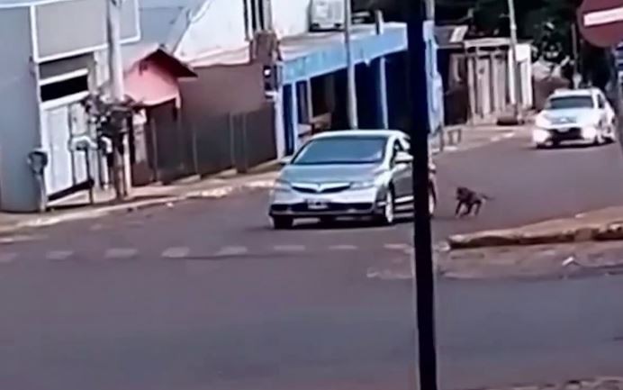 Misiones: un hombre arrastró a su perro atado a una soga mientras manejaba | Información General