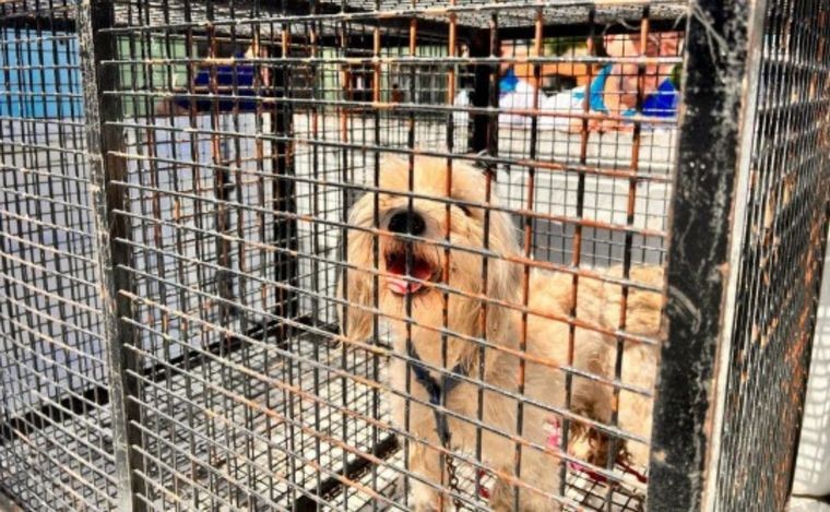 Rescataron a una perrita en estado de abandono en una vivienda de la zona sur | Rosario y la región