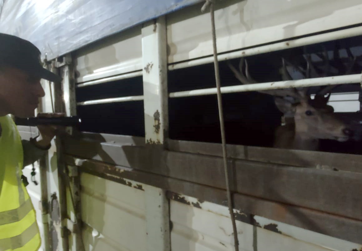 Trasladaban ciervos de manera ilegal y los detuvieron | Rosario y la región