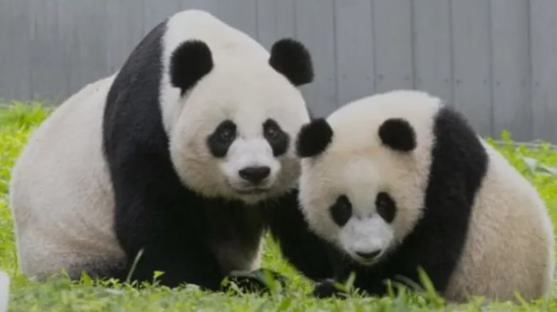 "Diplomacia de pandas": China mandará más animales a Estados Unidos | Internacionales