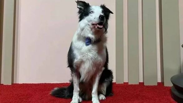 Messi, el invitado especial que asistirá a la ceremonia de los Premios Oscar | Espectáculos