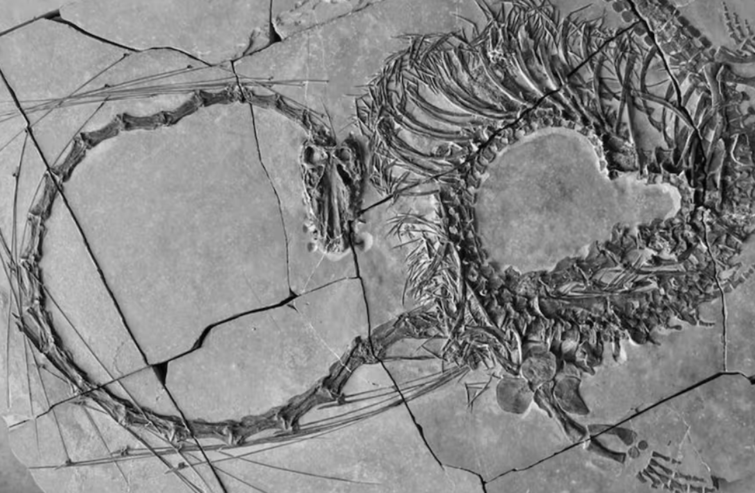 Nuevos fósiles revelan un "dragón chino" de 240 millones de años | Información General