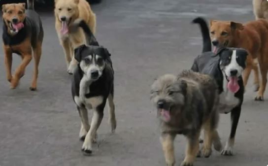 Denuncian la muerte de 100 mascotas por intoxicación con un agrotóxico en Corrientes | Información General