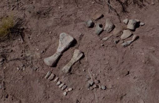 Hallaron unos cien huesos de pequeños dinosaurios en Neuquén y estudian si era una "guardería" | Información General