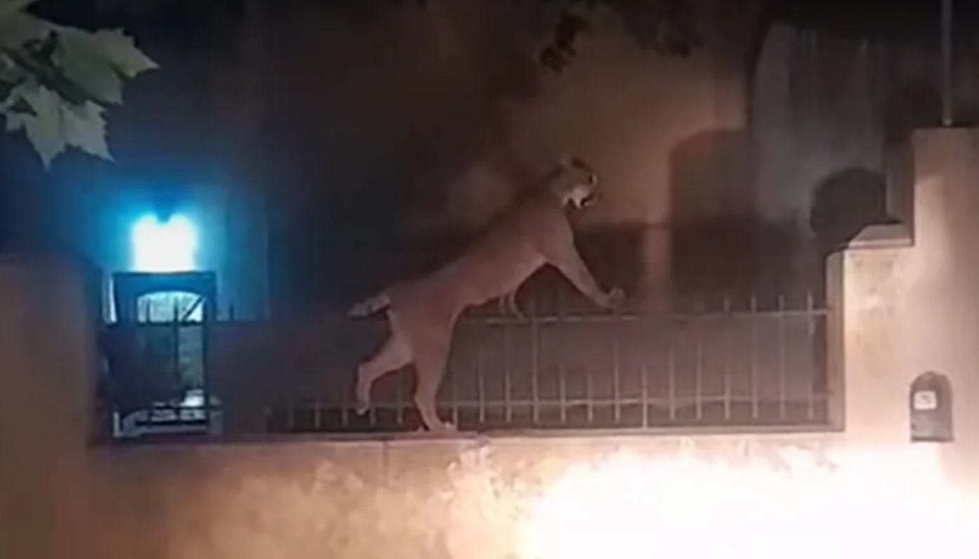 Capturaron al puma deambulaba por las calles en Necochea | Información General