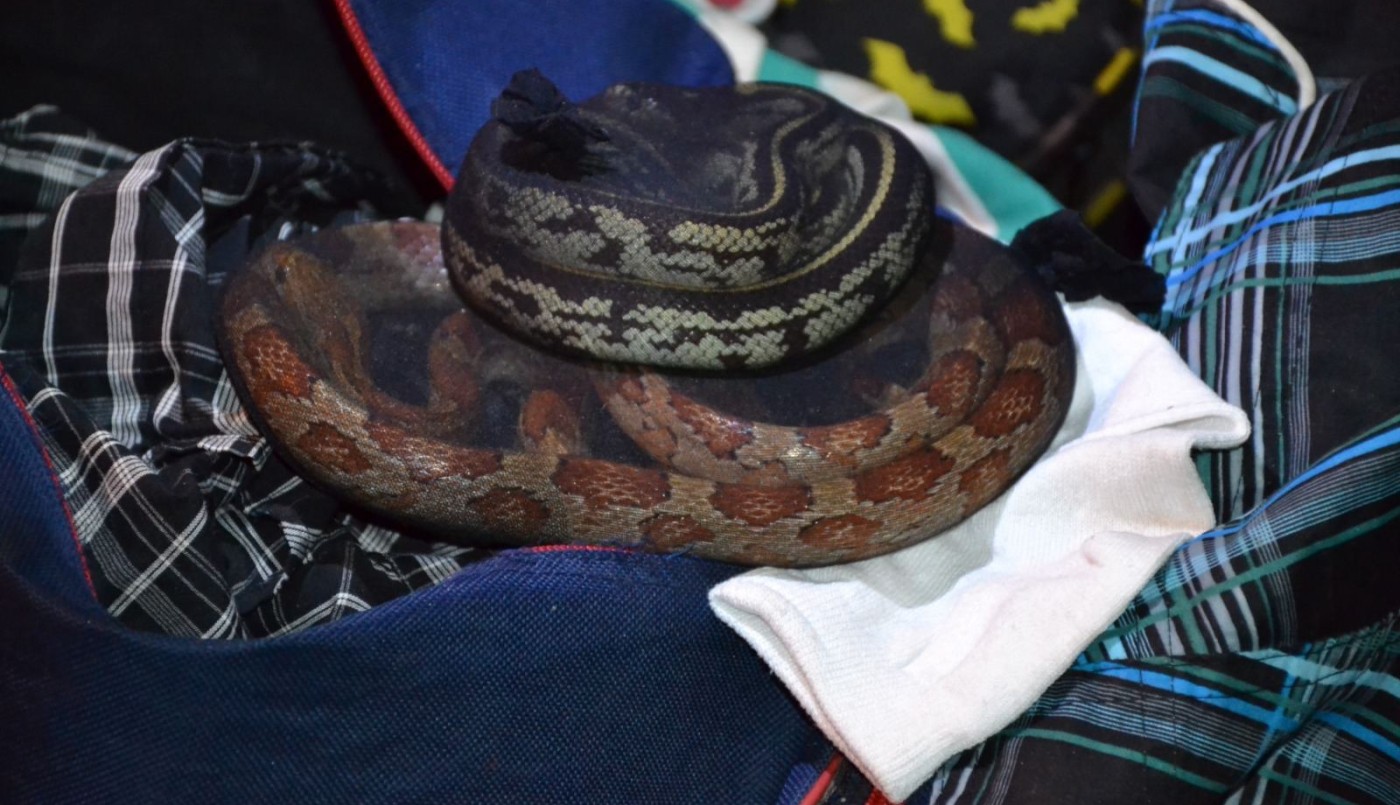 Lo detuvieron cuando viajaba en micro con 90 serpientes y más de 230 arañas | Información General