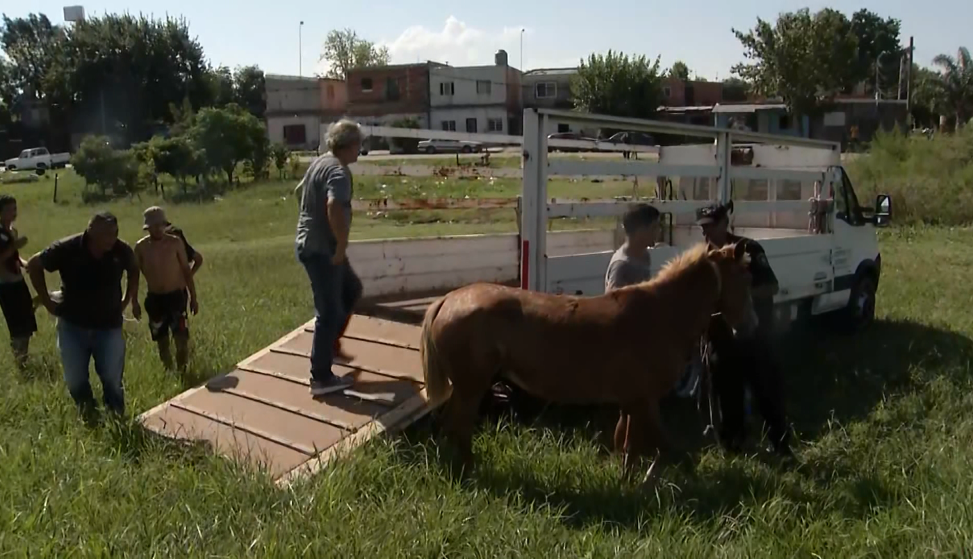 Un auto atropelló a una yegua y será sacrificada | Rosario y la región