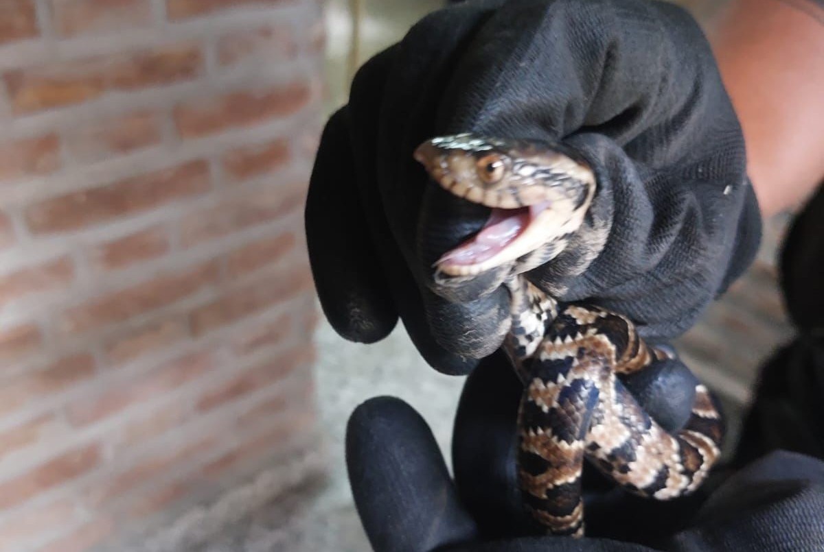 Santa Fe: encontraron una serpiente en una escuela | Información General