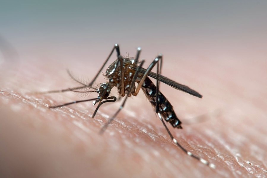 Dengue: hay 16.832 casos de dengue confirmados en la Provincia | Información General