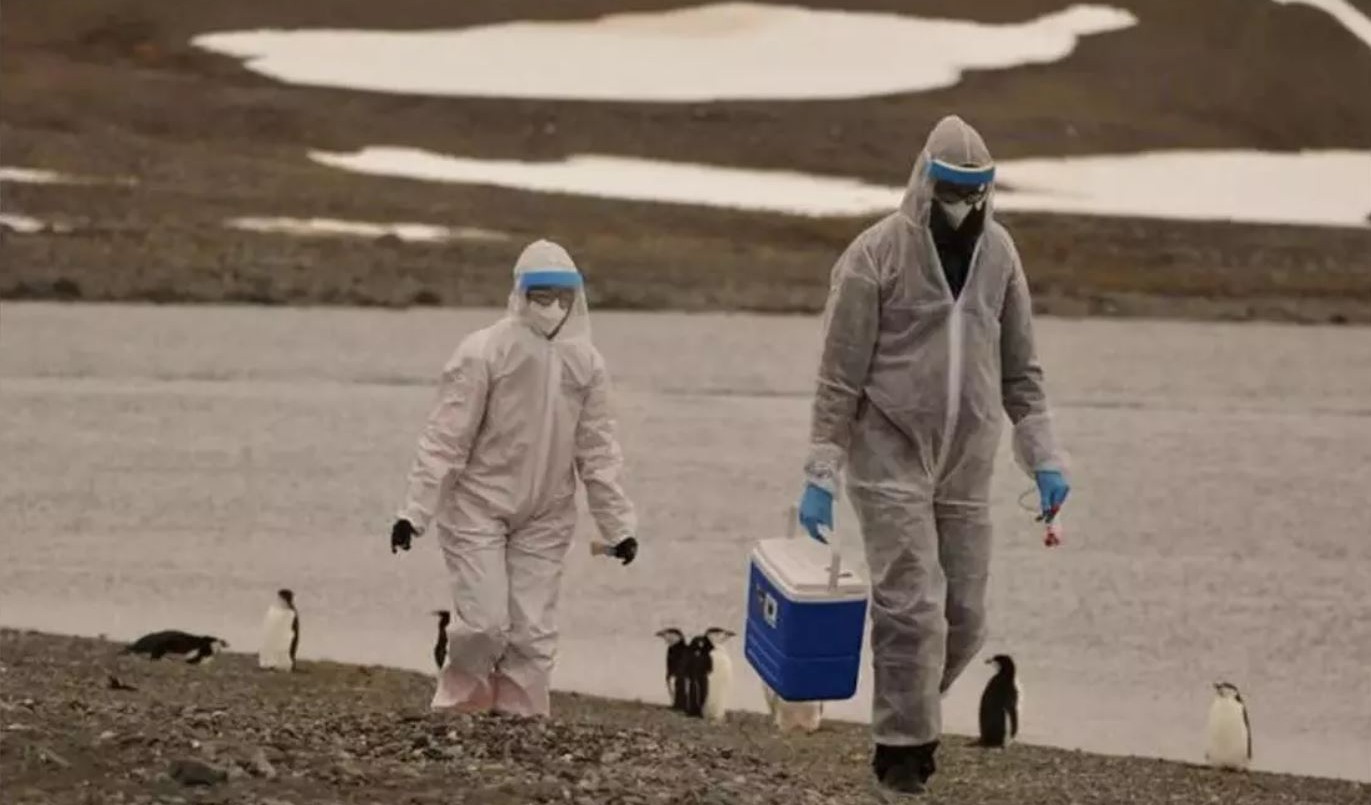Se expande la gripe aviar en la Antártida: detectan el virus en pingüinos y cormoranes | Información General